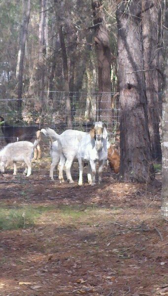 Photo of Lost Sheep Ministry 's Heart of a Cowboy Church